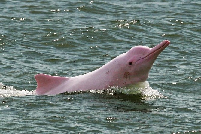 ein rosa Amazonasdelfin