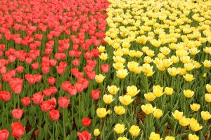 Blumen zeigen farbliche Grenze