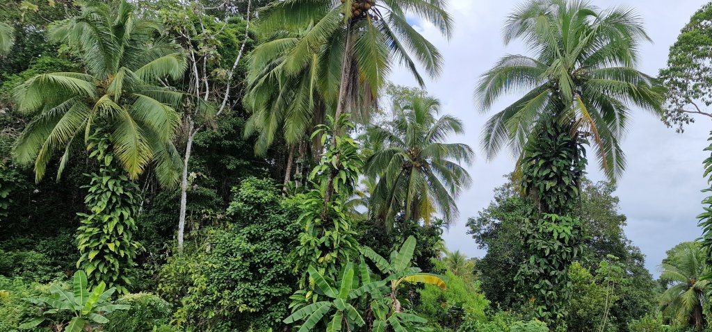 tropischer Regenwald für mein inneres Zuhause Eva Strübing
